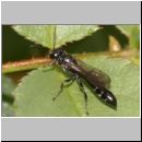 Trypoxylon sp - Grabwespe 02a 10mm.jpg